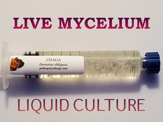 CHAGA Mushroom Premium Liquid Culture Syringe, Premium Mycelium™