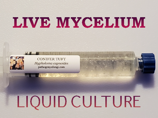 CONIFER TUFT Mushroom Premium Liquid Culture Syringe, Premium Mycelium™