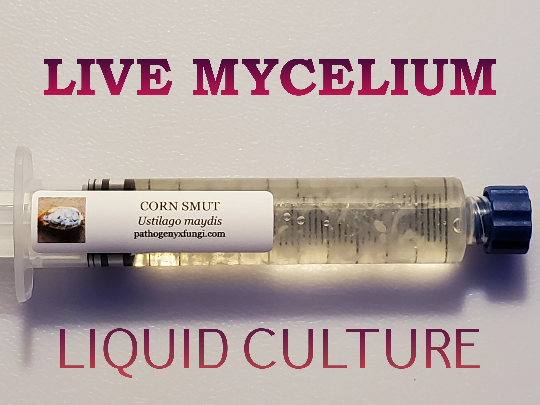 CORN SMUT Mushroom Premium Liquid Culture Syringe, Premium Mycelium™