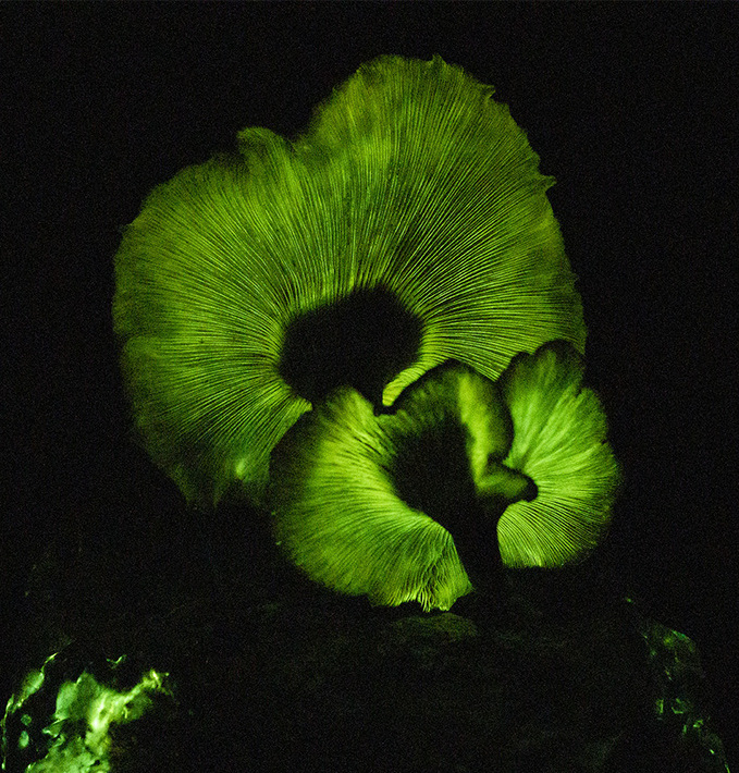 JACK-O-LANTERN Mushroom, liquid culture syringe, Premium Mycelium™