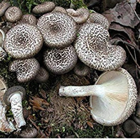 TIGER SAWGILL Mushroom, liquid culture syringe, Premium Mycelium™
