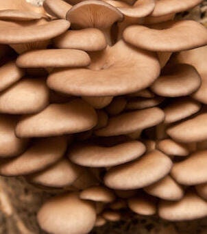 POCKET SIZED OYSTER Mushroom, liquid culture syringe, Premium Mycelium™