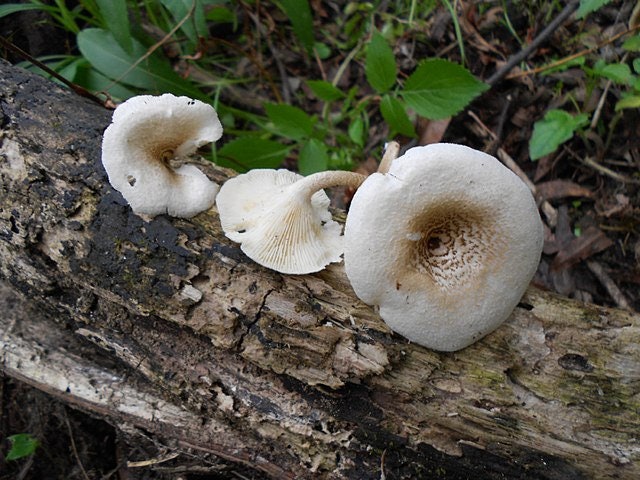 TARRAGON OYSTER Mushroom, liquid culture syringe, Premium Mycelium™