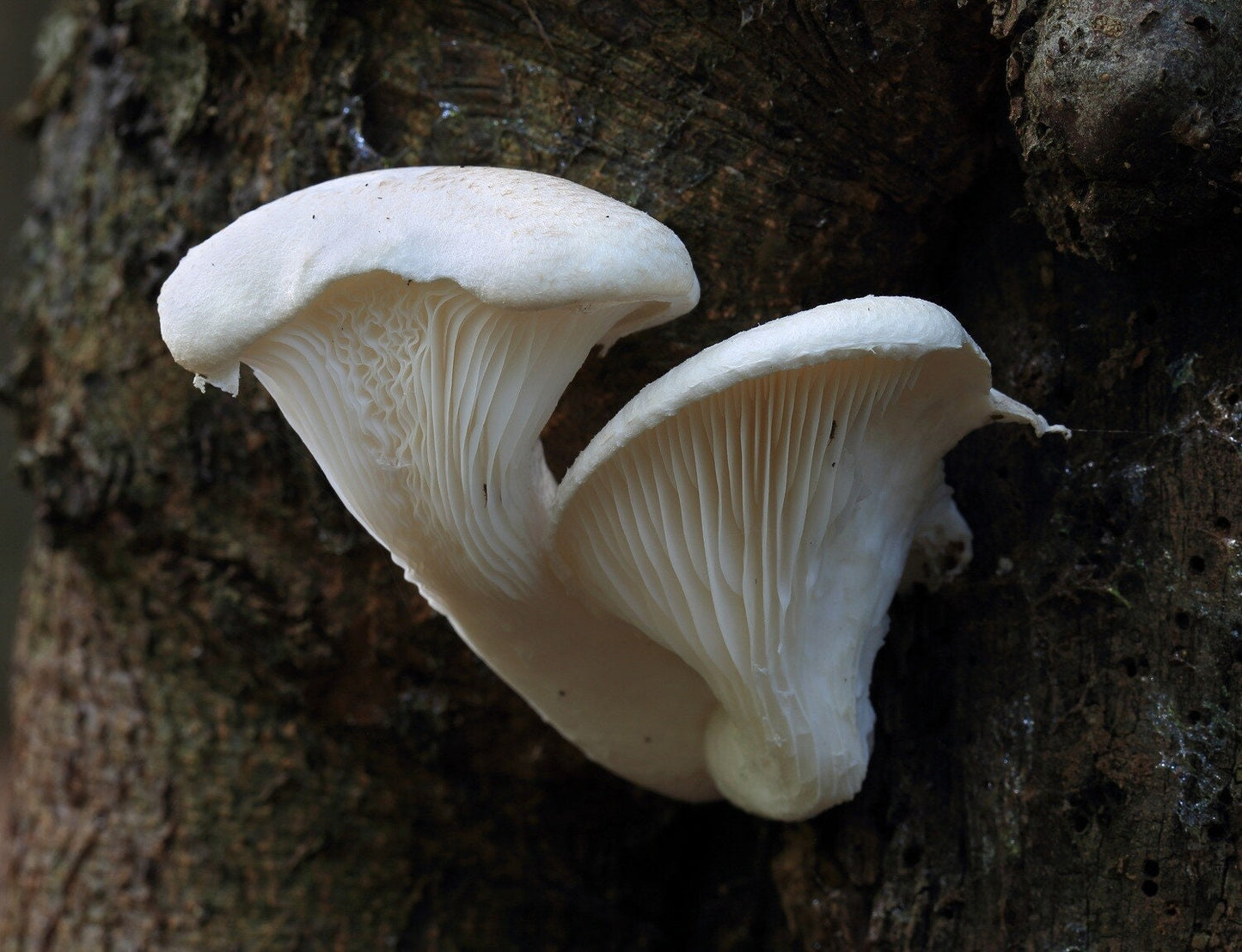 VEILED OYSTER Mushroom, liquid culture syringe, Premium Mycelium™