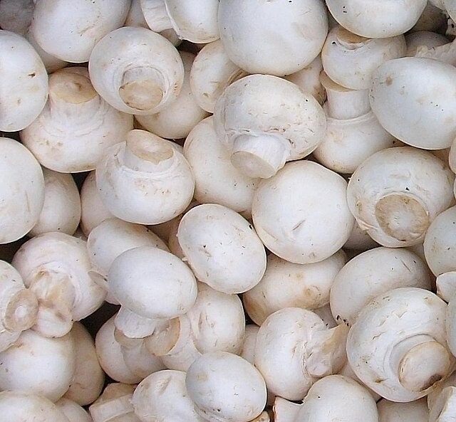 WHITE BUTTON Mushroom, liquid culture syringe, Premium Mycelium™
