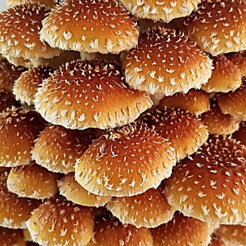 CHESTNUT Mushroom, liquid culture syringe, Premium Mycelium™