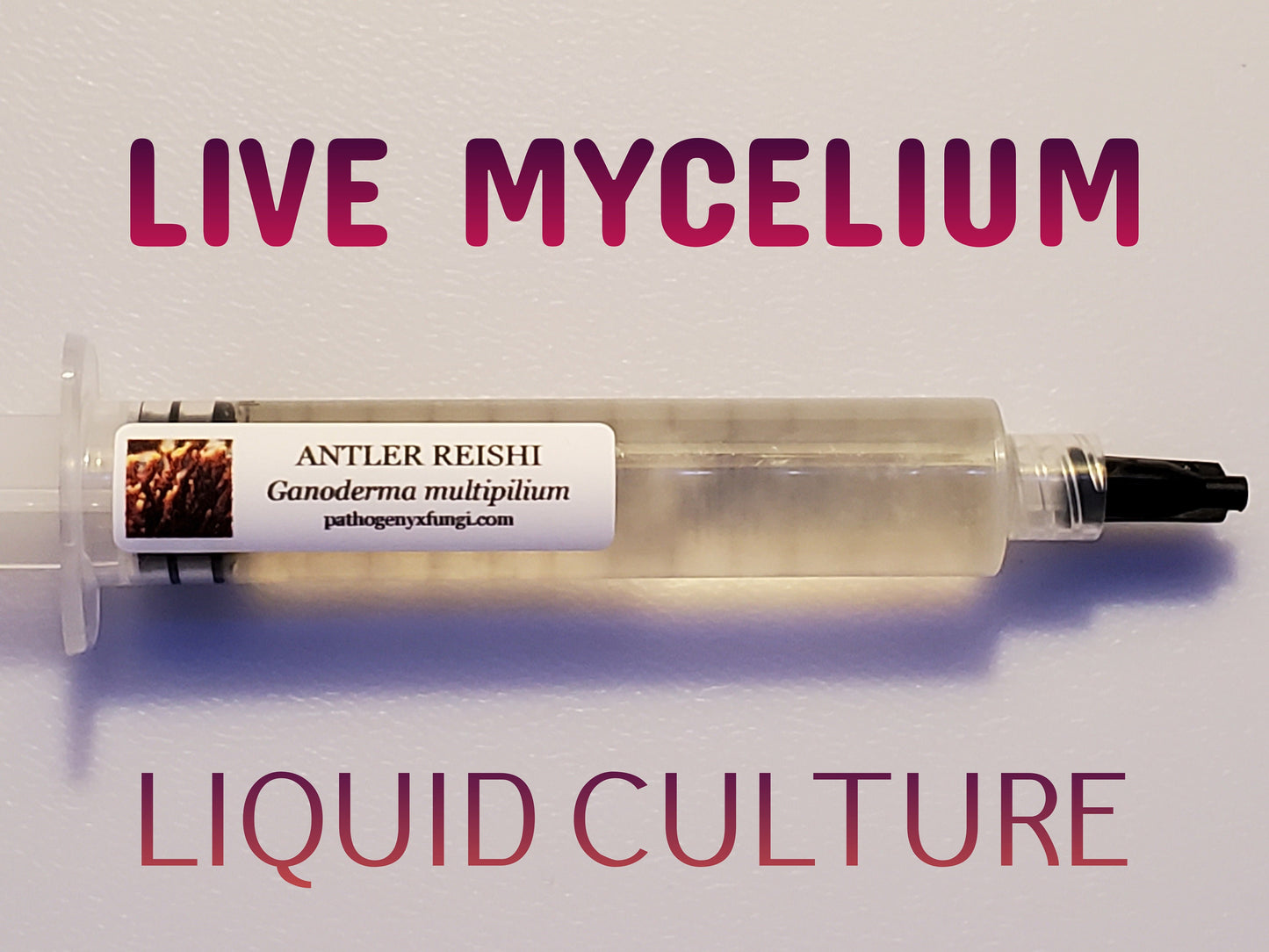 ANTLER REISHI Mushroom, liquid culture syringe, Premium Mycelium™
