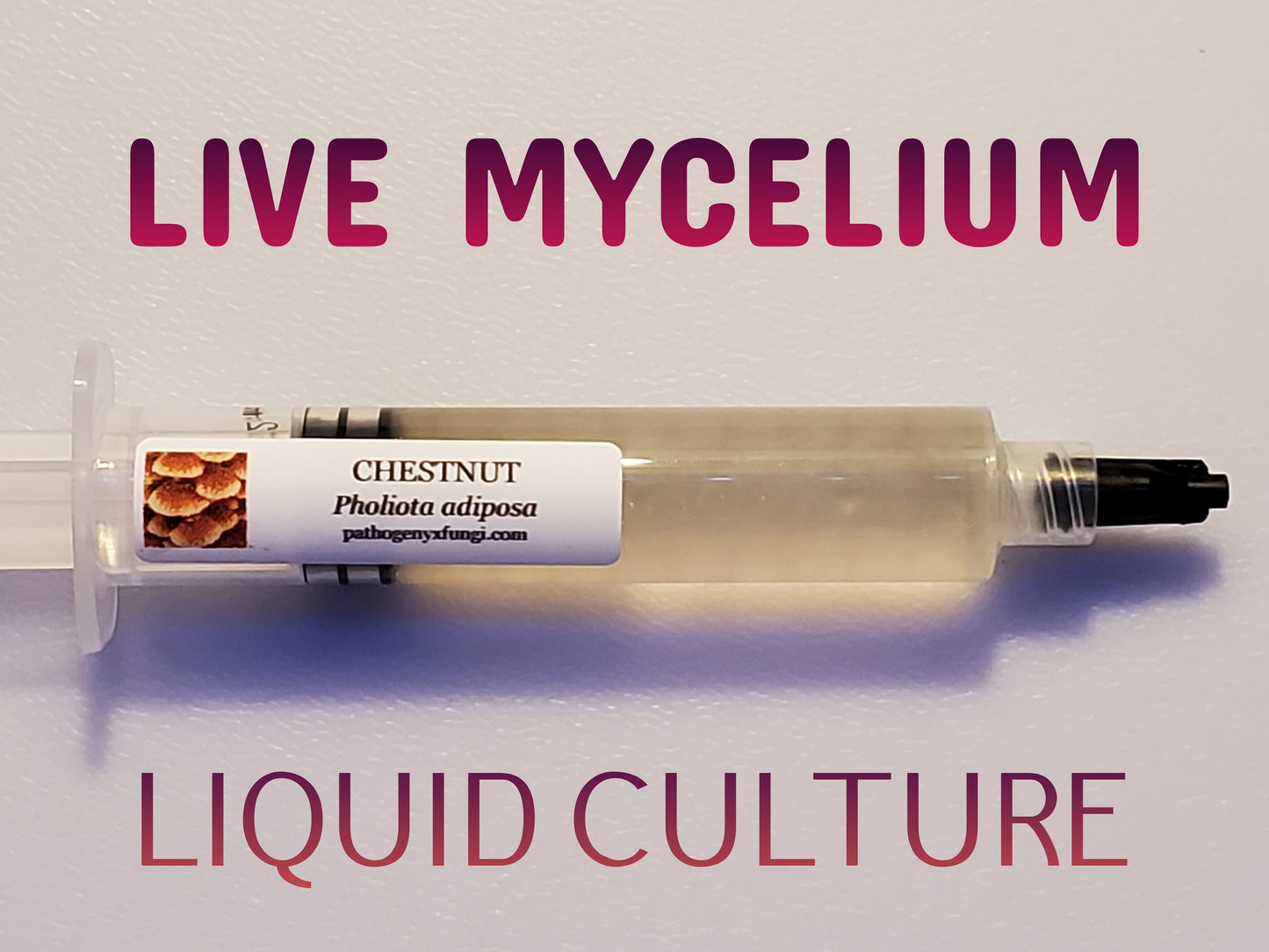 CHESTNUT Mushroom, liquid culture syringe, Premium Mycelium™