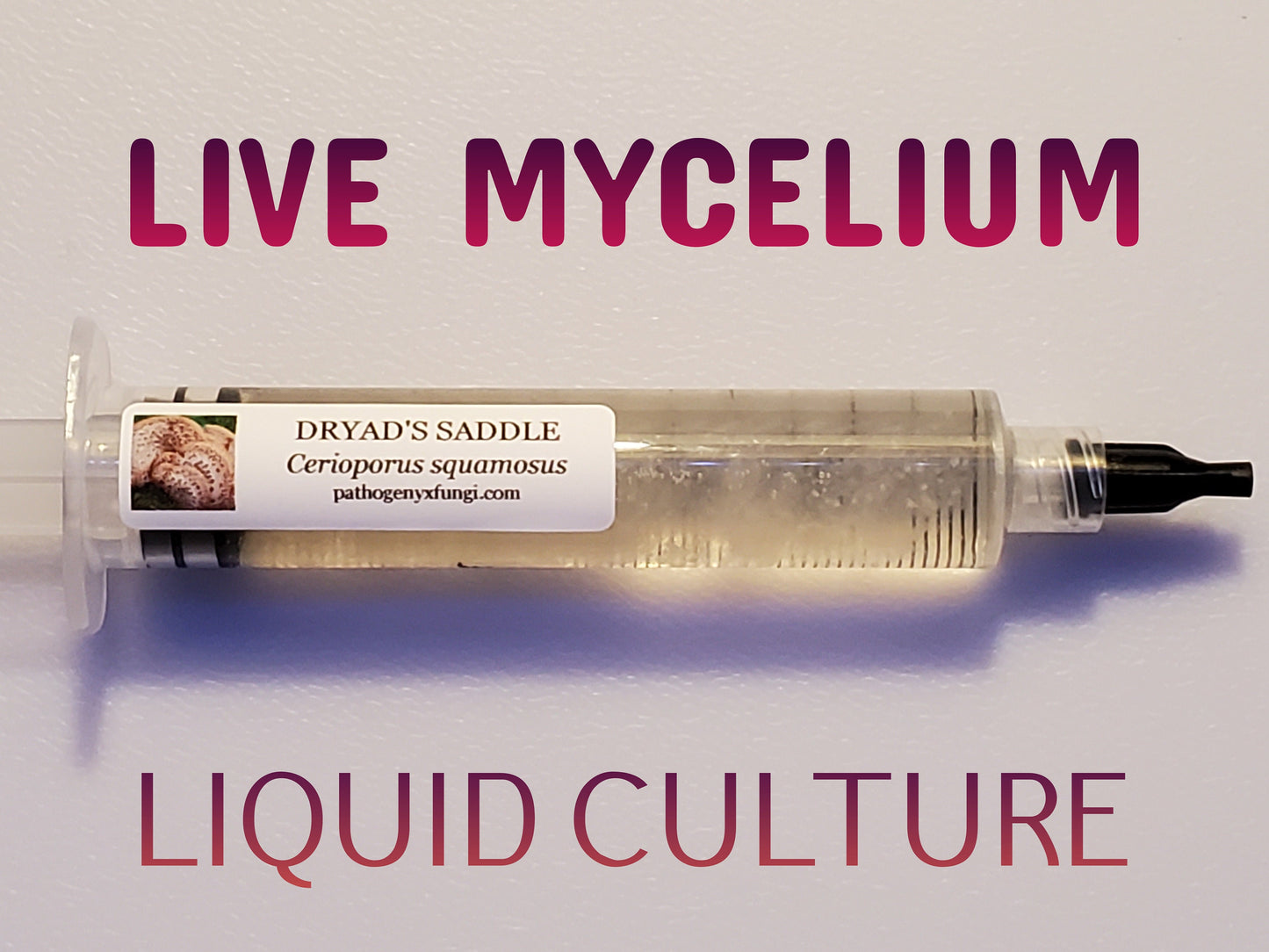 DRYAD SADDLE (Pheasant Back) Mushroom, liquid culture syringe, Premium Mycelium™