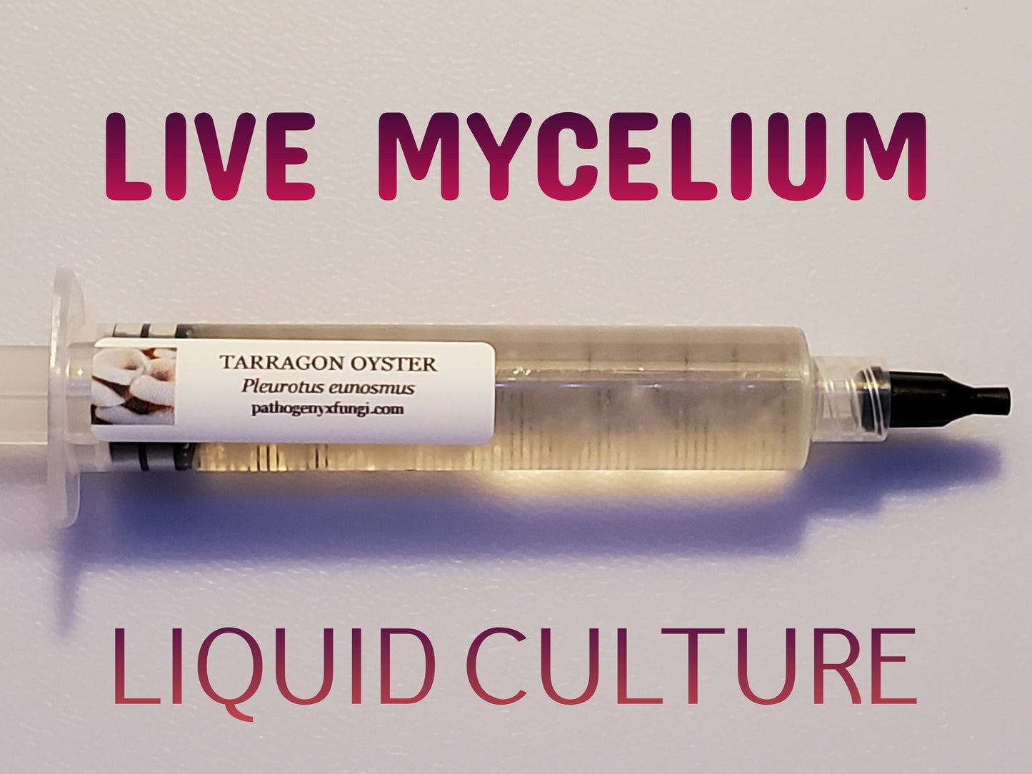 TARRAGON OYSTER Mushroom, liquid culture syringe, Premium Mycelium™