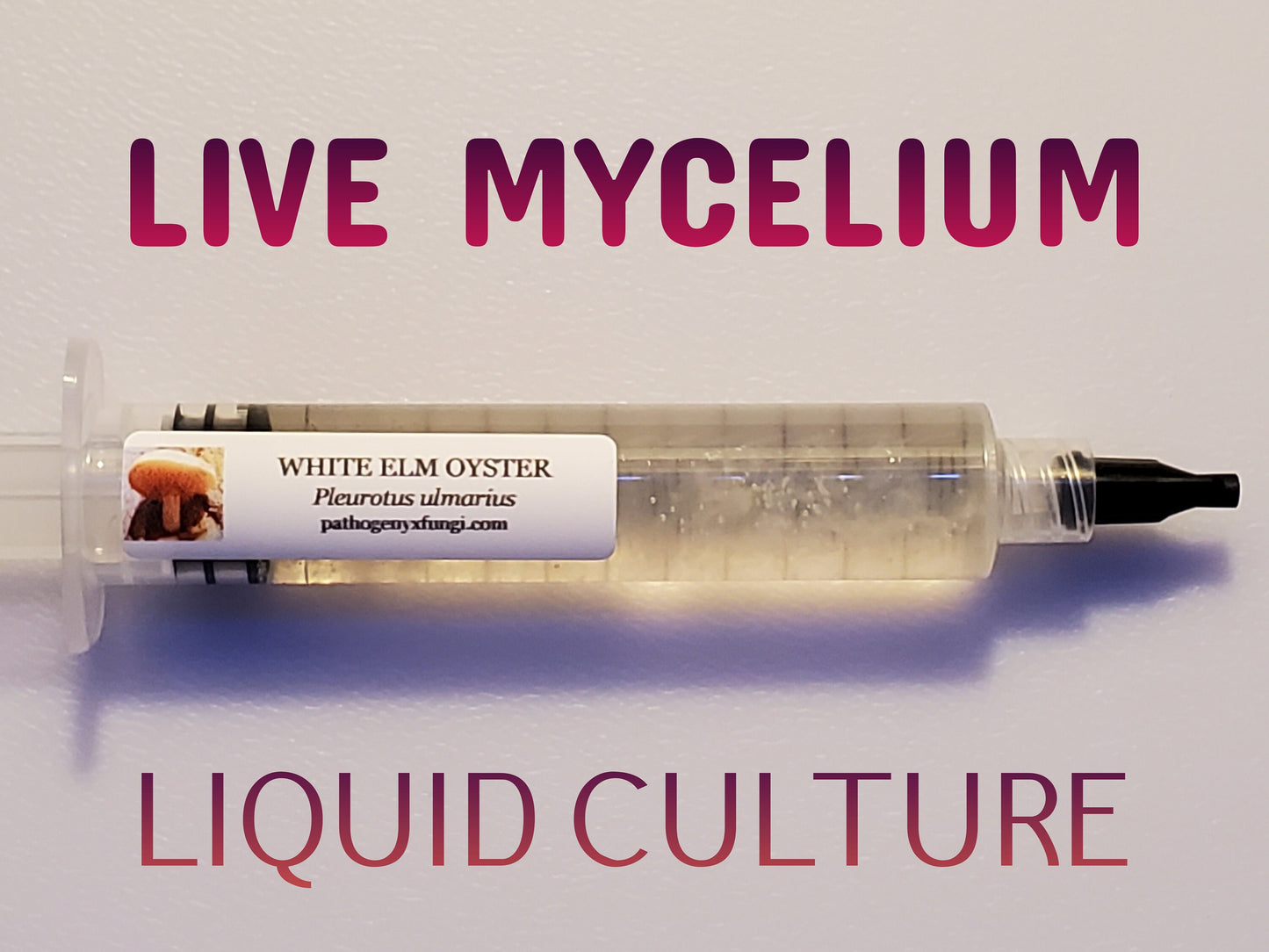 WHITE ELM OYSTER Mushroom, liquid culture syringe, Premium Mycelium™
