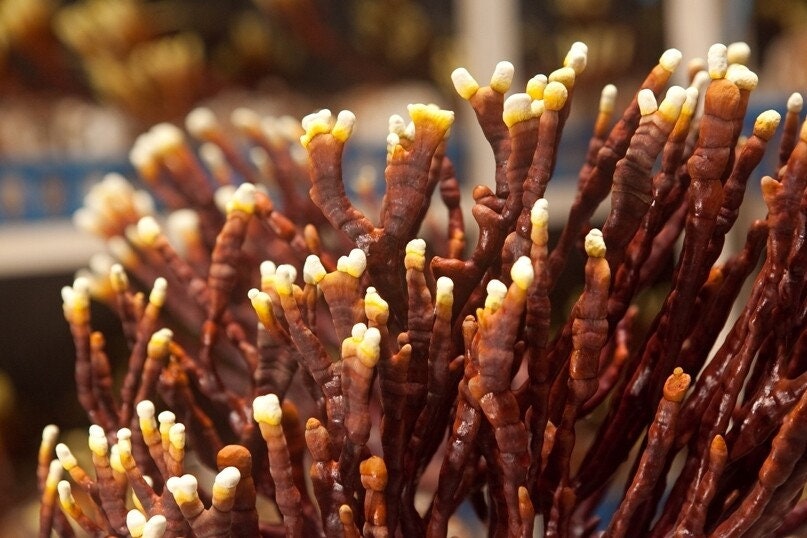 ANTLER REISHI Mushroom, liquid culture syringe, Premium Mycelium™