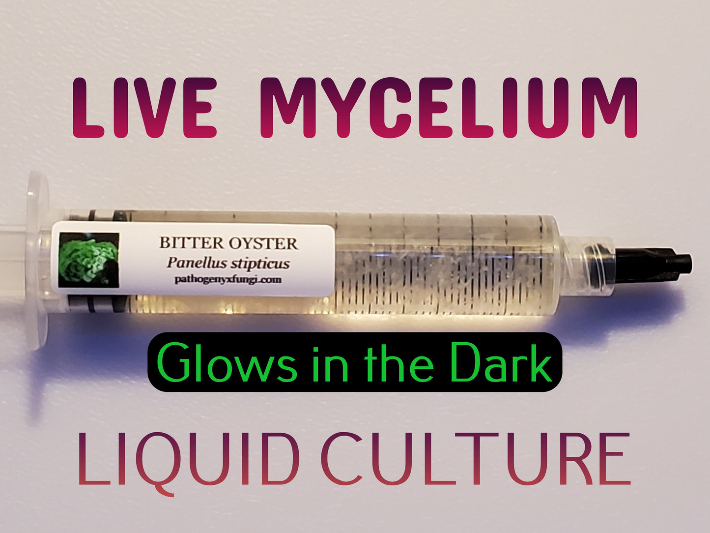 BITTER OYSTER Mushroom, liquid culture syringe, Premium Mycelium™