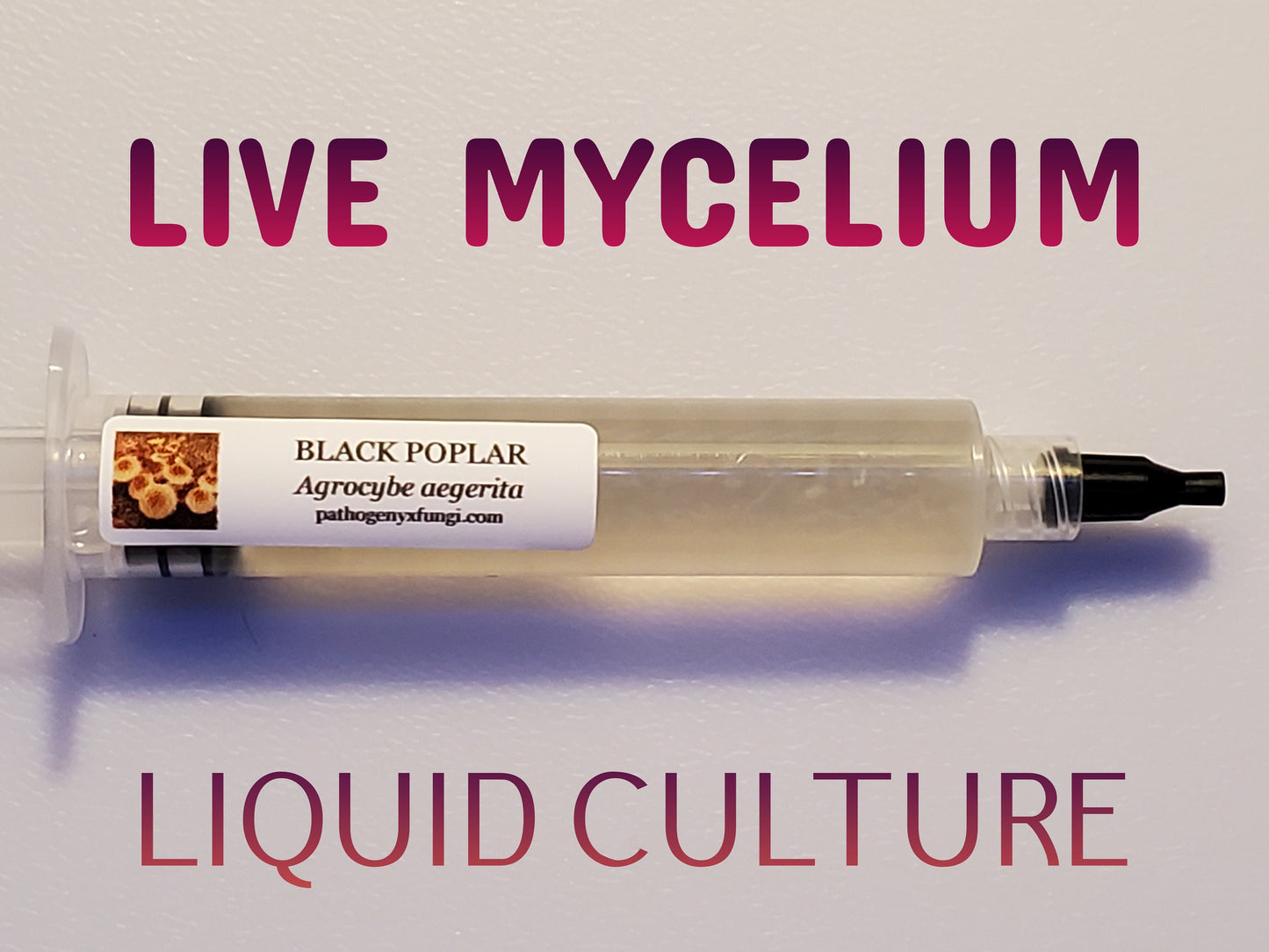 BLACK POPLAR (PIOPPINO) Mushroom, liquid culture syringe, Premium Mycelium™