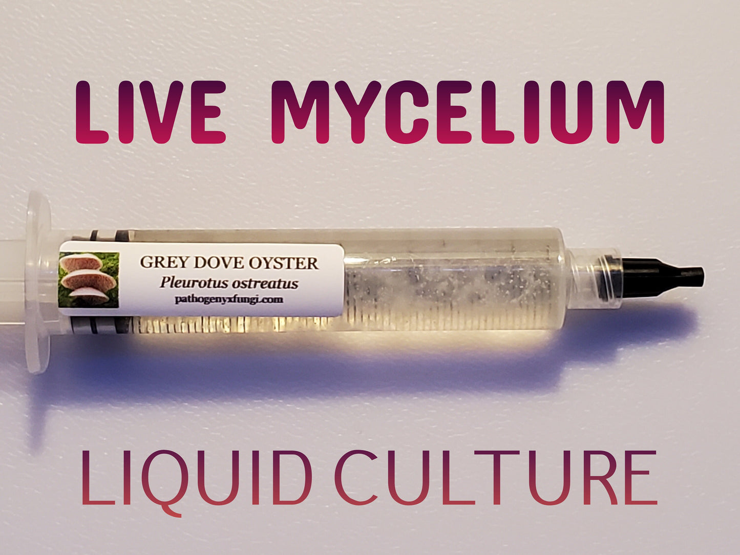 GREY DOVE OYSTER Mushroom, liquid culture syringe, Premium Mycelium™