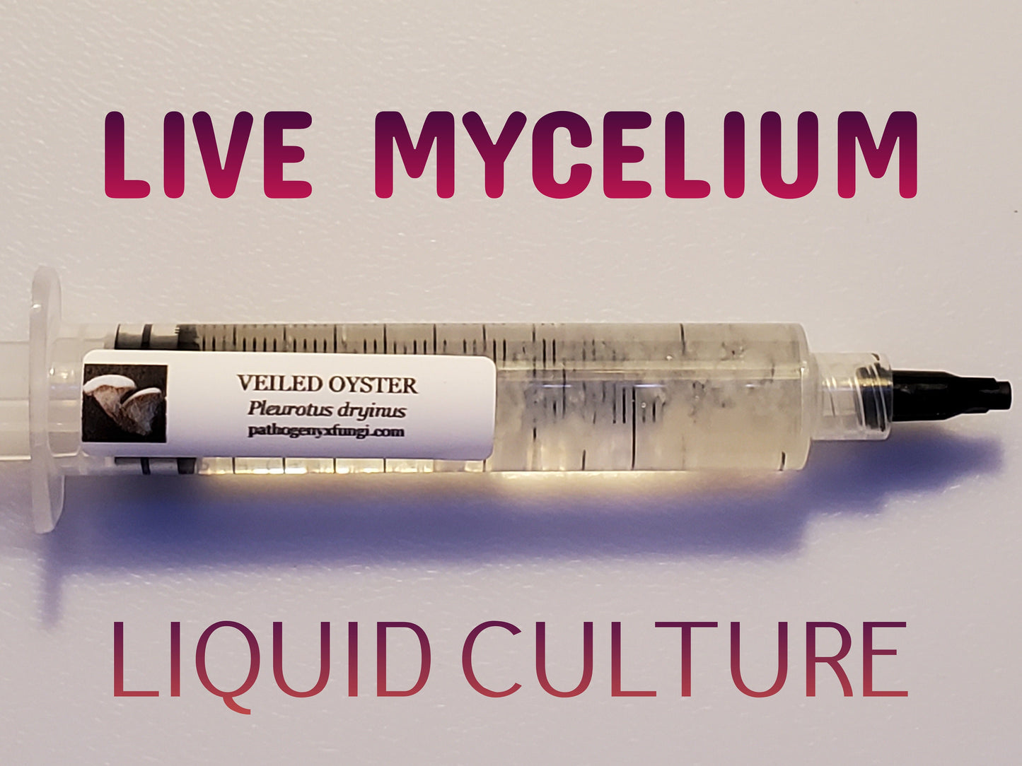 VEILED OYSTER Mushroom, liquid culture syringe, Premium Mycelium™
