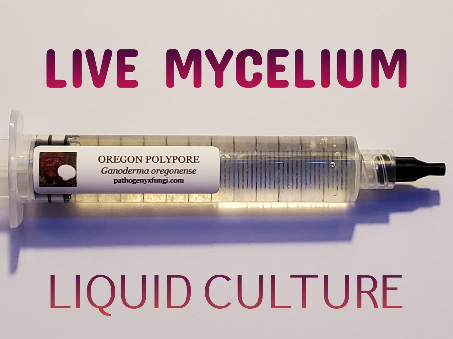 OREGON POLYPORE Reishi Mushroom, liquid culture syringe, Premium Mycelium™