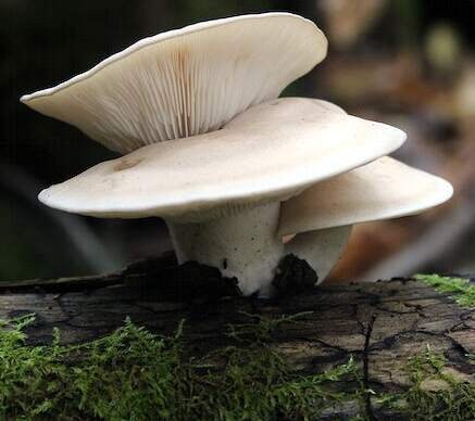 WHITE ELM OYSTER Mushroom, liquid culture syringe, Premium Mycelium™
