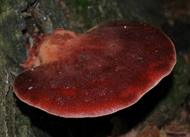 BEEFSTEAK FUNGUS, liquid culture syringe, Premium Mycelium™