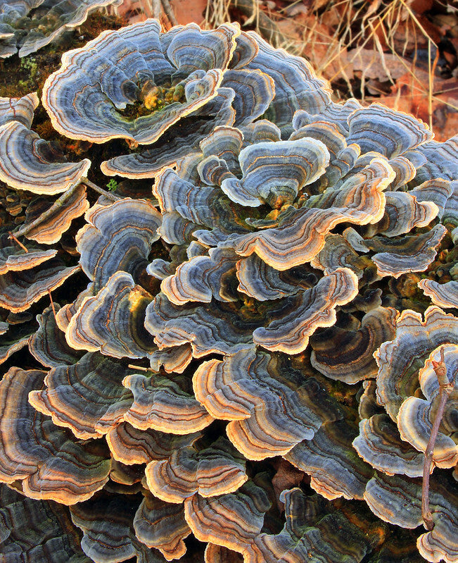 TURKEY TAIL Mushroom, liquid culture syringe, Premium Mycelium™