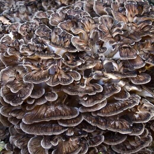 MAITAKE, "Hen of the Woods" Mushroom, liquid culture syringe, Premium Mycelium™
