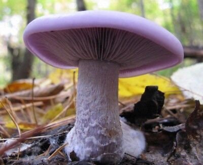 WOOD BLEWIT Mushroom, liquid culture syringe, Premium Mycelium™