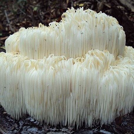 BEARS HEAD Mushroom, liquid culture syringe, Premium Mycelium™