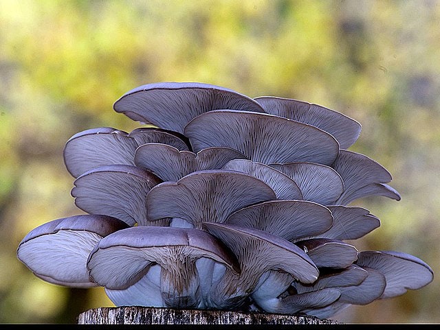 BLUE OYSTER Mushroom, liquid culture syringe, Premium Mycelium™