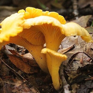 GOLDEN CHANTERELLE (Es-3) Mushroom, liquid culture syringe, Premium Mycelium™