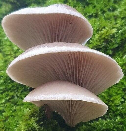 GREY DOVE OYSTER Mushroom, liquid culture syringe, Premium Mycelium™