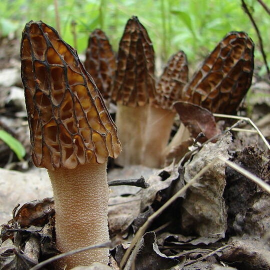 BLACK MOREL Mushroom, liquid culture syringe, Premium Mycelium™