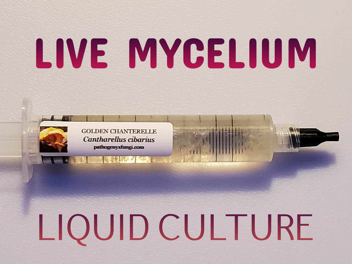 GOLDEN CHANTERELLE (Es-3) Mushroom, liquid culture syringe, Premium Mycelium™