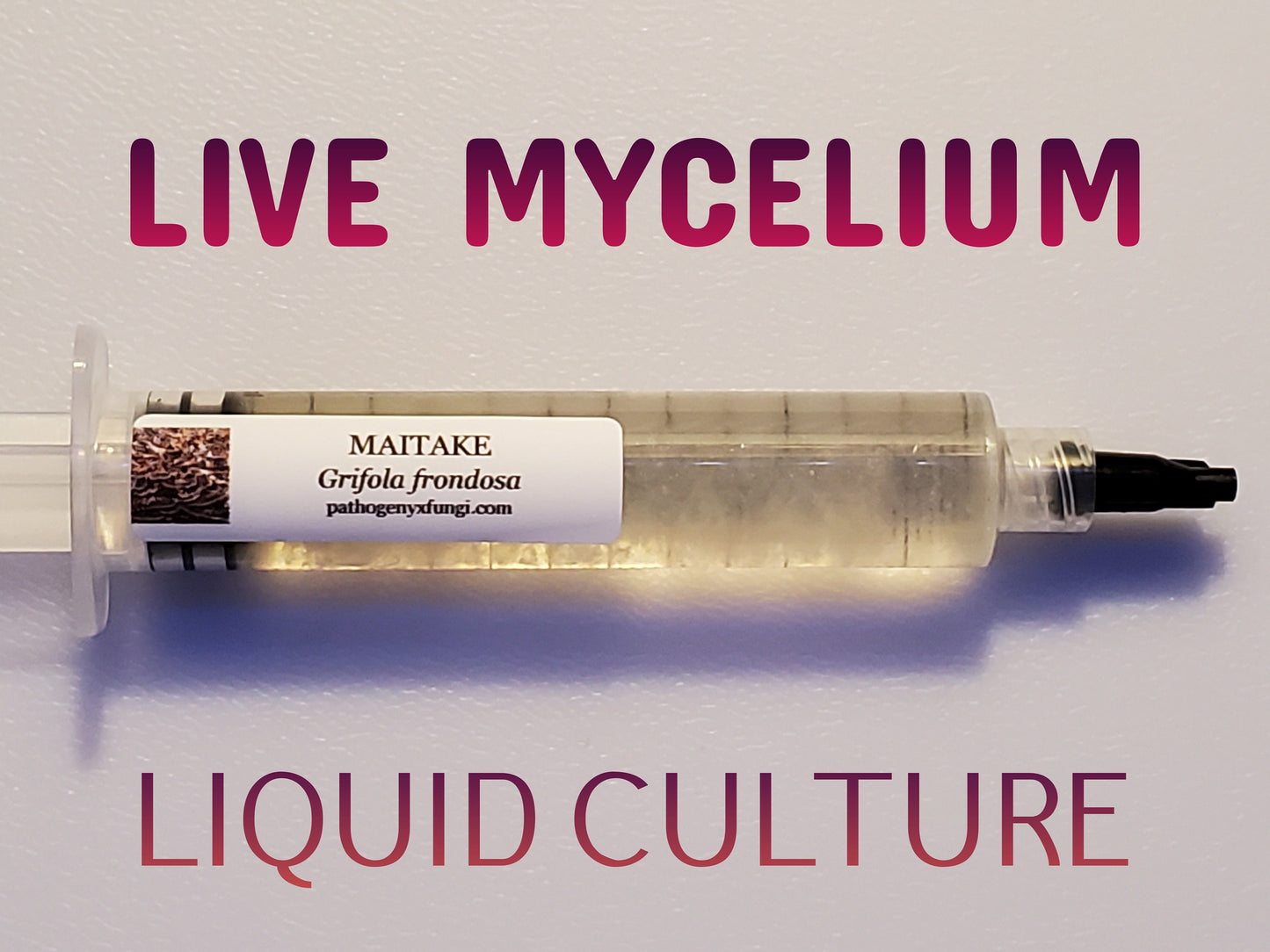MAITAKE, "Hen of the Woods" Mushroom, liquid culture syringe, Premium Mycelium™