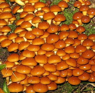 NAMEKO Mushroom, liquid culture syringe, Premium Mycelium™