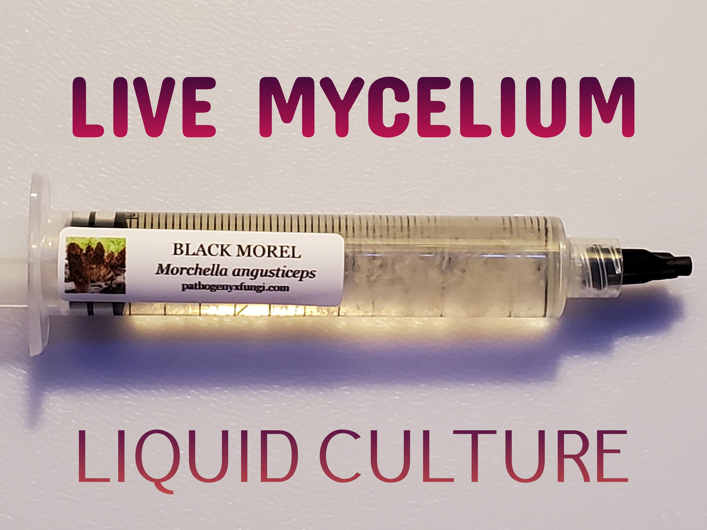 BLACK MOREL Mushroom, liquid culture syringe, Premium Mycelium™