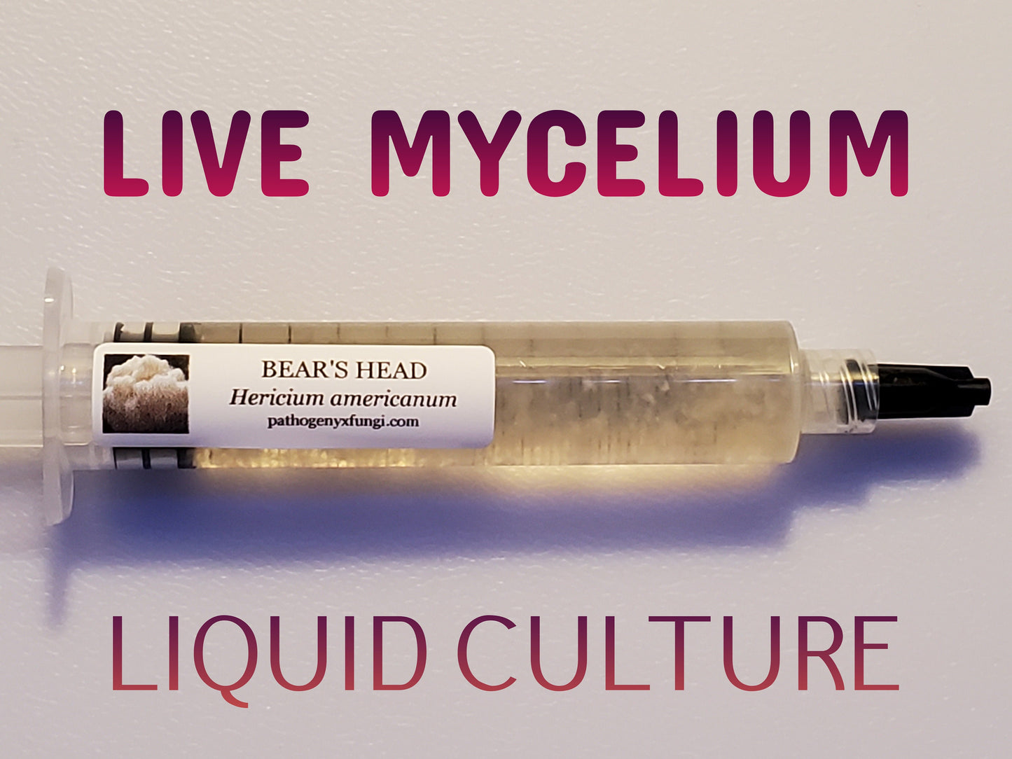 BEARS HEAD Mushroom, liquid culture syringe, Premium Mycelium™