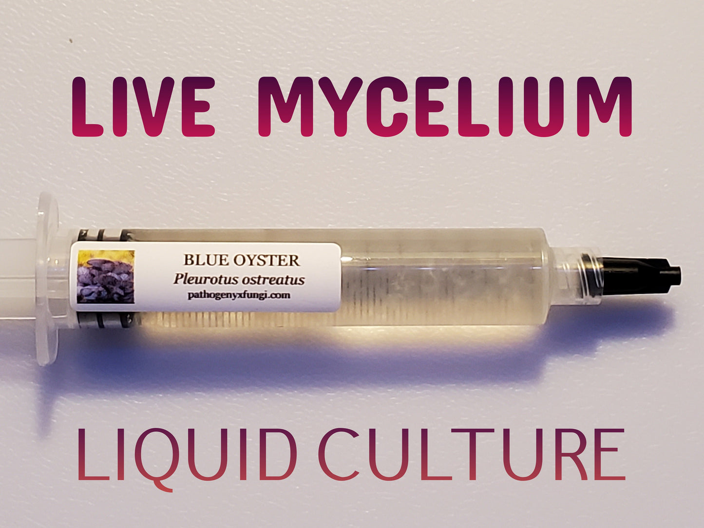 BLUE OYSTER Mushroom, liquid culture syringe, Premium Mycelium™